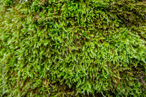 Lush green moss growing on a tree trunk in a winter woodland, as a nature background 