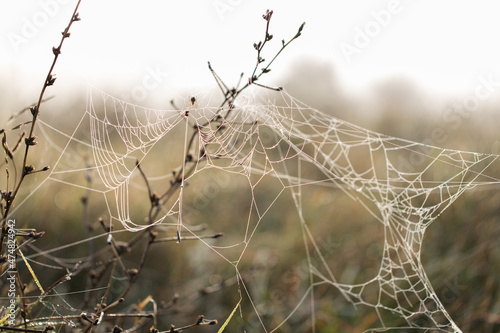 Dawn in the field. Web covered with dew. Meadow in Russia. Front view.
