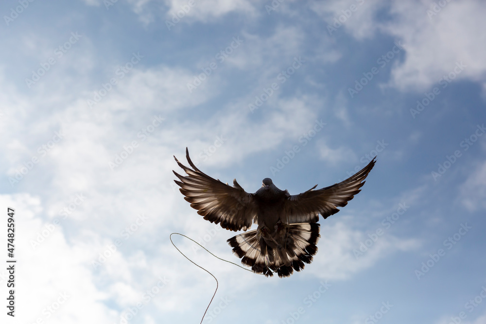 Obraz premium pigeon flying with a rope