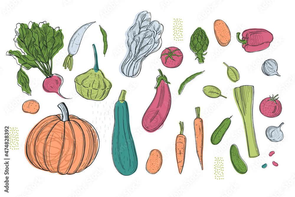 Sketch vegetables. Vector  illustration