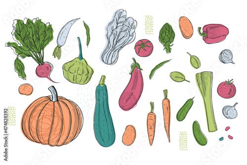 Sketch vegetables. Vector  illustration