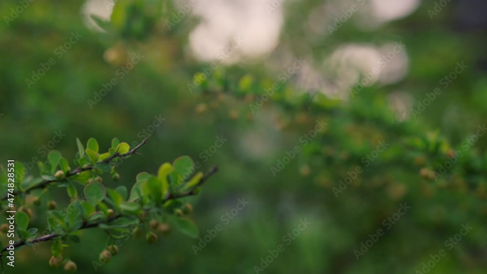 Peaceful nature background with fresh green leafs on branch in sunset beams. Peaceful nature background with fresh green leafs on branch in sunset beams.
