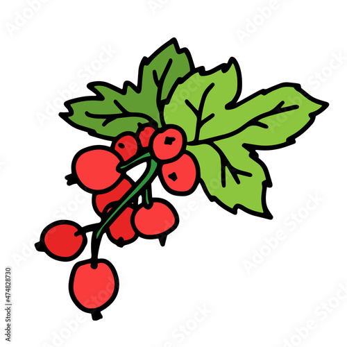 Currant berries in doodle style. Isolated vector.