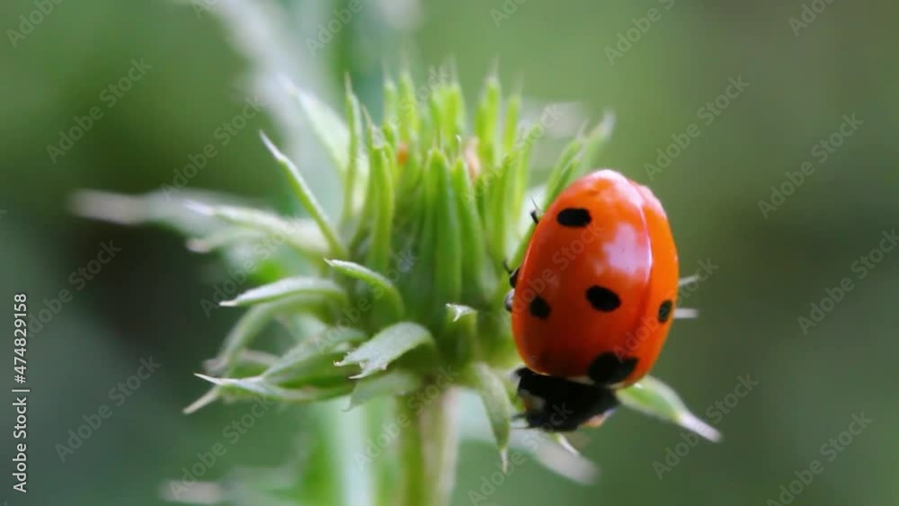 Ladybird spread its wings before takeoff with a blade of grass in slow motion Ladybird spread its wings before takeoff with a blade of grass in slow motion