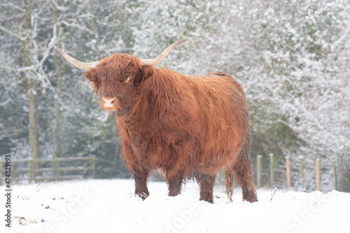 highland cow in winter