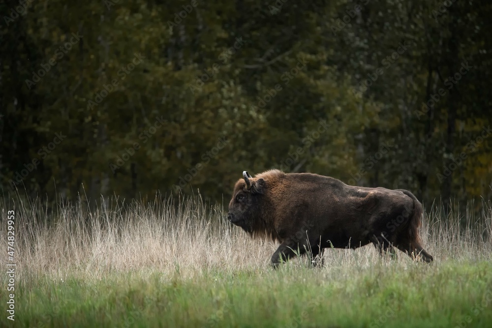 A mighty adult male bison walks through the tall grass in the forest. Autumn day. Belovezhskaya Pushcha.