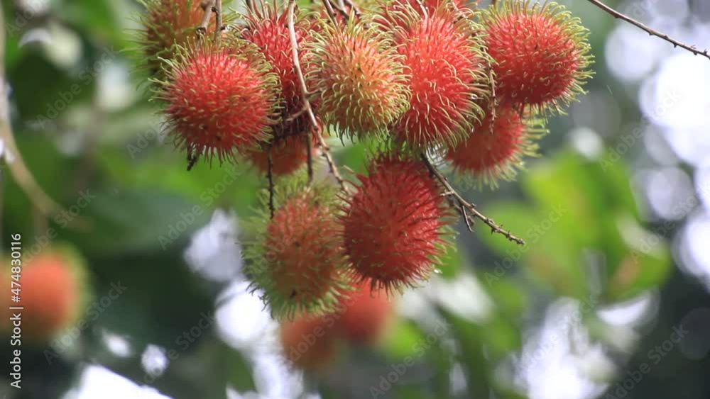 Cluster of ripe red Rambutan fruits growing in tree from organic orchard in Kerala, India. Panning shot for fruits b-roll. Cluster of ripe red Rambutan fruits growing in tree from organic orchard in Kerala, India. Panning shot for fruits b-roll.
