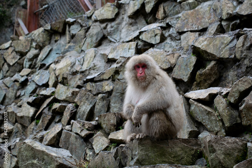 Japanese macaque monkeys Nagano hot springs