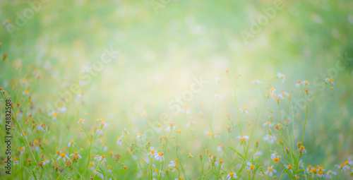 Fototapeta Naklejka Na Ścianę i Meble -  Beautiful Abstract nature green leaves blur with sun rays' bokeh effect. A Concept Ideas for background backdrop copy space for text or graphic image Wallpaper