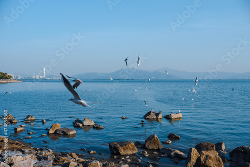 seagulls on the beach