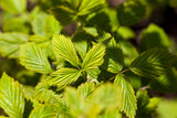 green leaves of raspberry bushes in the spring season