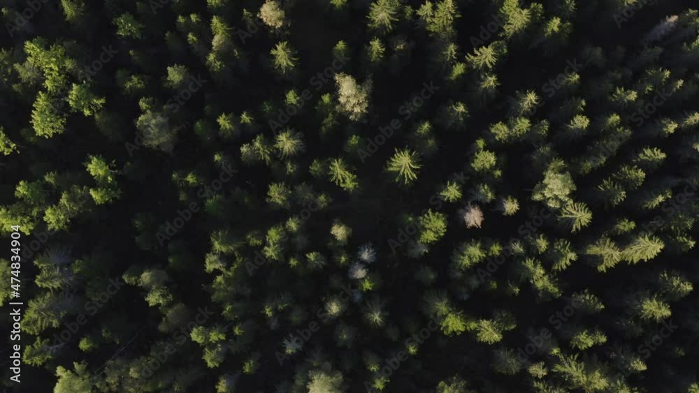 Trees view top down perspective rotating. 4k Trees view top down perspective rotating. 4k
