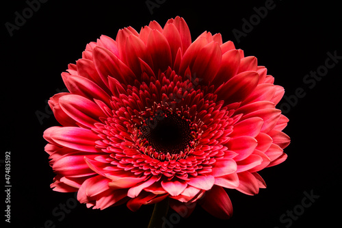 Gerber kwiat, sfotografowany na czarnym tle