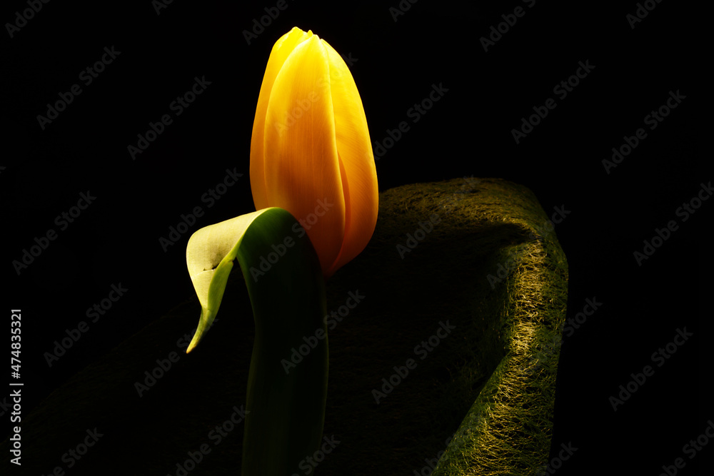 żółty tulipan na czarnym tle. Idealne na bukiet oraz na miłosne życzenia i urodziny. Kwiat, życzliwość, przyjaźń. Wszystkie słowa zawarte w jednym kwiatku. Prezent dla kobiety, mężczyzna dla rodziców. - obrazy, fototapety, plakaty 