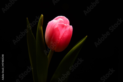 Różowy tulipan na czarnym tle. Idealne na bukiet oraz na miłosne życzenia i urodziny. Kwiat, życzliwość, przyjaźń. Wszystkie słowa zawarte w jednym kwiatku. Prezent dla kobiety, mężczyzna dla rodziców
