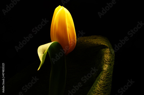 żółty tulipan na czarnym tle. Idealne na bukiet oraz na miłosne życzenia i urodziny. Kwiat, życzliwość, przyjaźń. Wszystkie słowa zawarte w jednym kwiatku. Prezent dla kobiety, mężczyzna dla rodziców.