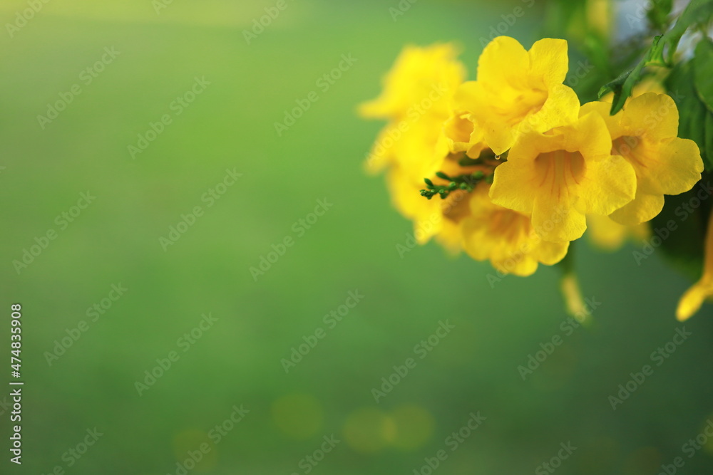 Beautiful yellow flowers blooming and refreshing in nature. Beautiful yellow flowers blooming and refreshing in nature.