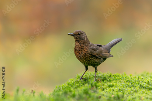 Female Blackbird (Turdus merula) in an forest covered with colorful leaves. Autumn day in a deep forest in the Netherlands. 