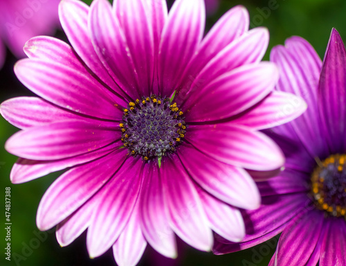 A Lavender Cape Marguerite daisy bloom . Macro 