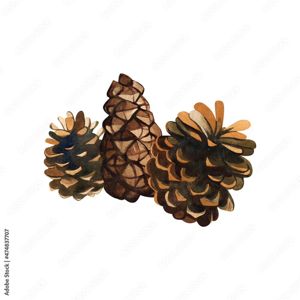 Cones. Watercolor illustration on isolated white background. Cones. Watercolor illustration on isolated white background.