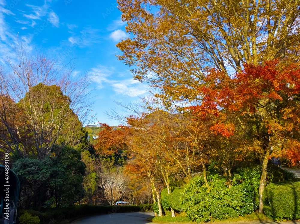 Autumn leaves on a sunny day (Narukawa art museum, Hakone, Kanagawa, Japan)