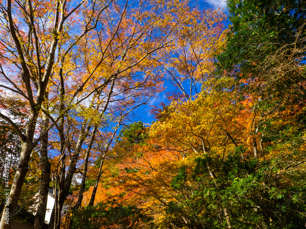 Autumn leaves and blue sky (Hakone shrine, Kanagawa, Japan)