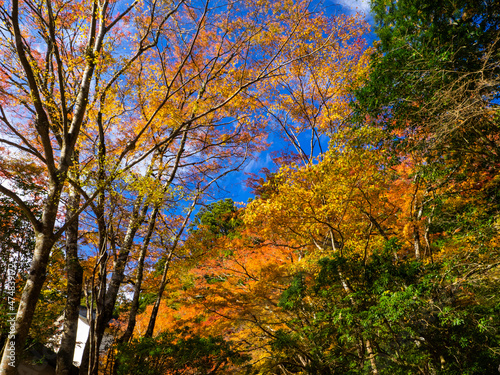 Autumn leaves and blue sky (Hakone shrine, Kanagawa, Japan)
