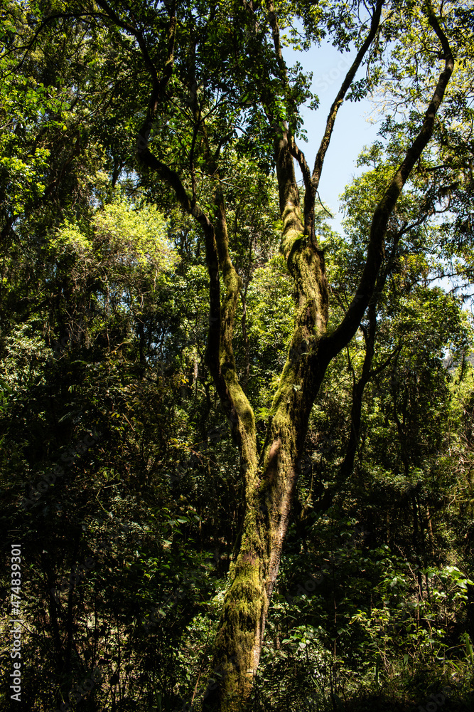 tree in the forest