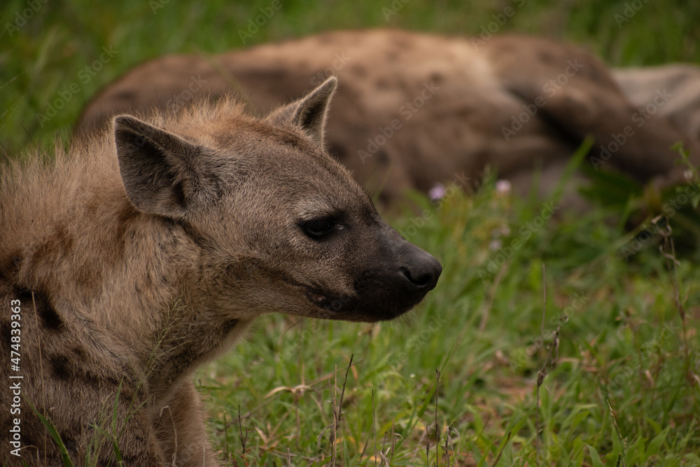 hyena in the grass hyena in the grass