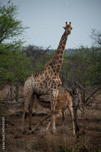 Giraffe Drinking