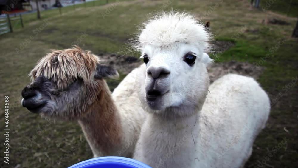 Gopro vlog capture of furry alpaca chomping food Swiss alps Gopro vlog capture of furry alpaca chomping food Swiss alps