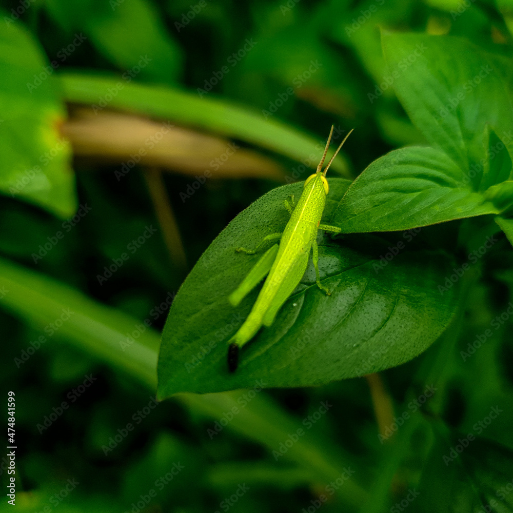 grasshopper on a green background grasshopper on a green background