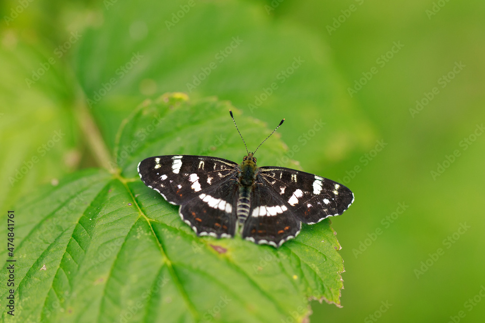 Black butterfly Black butterfly
