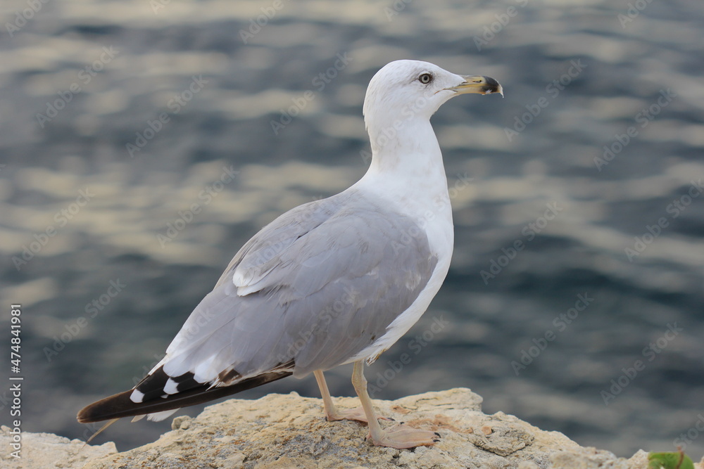Sea gull is on a rock Sea gull is on a rock