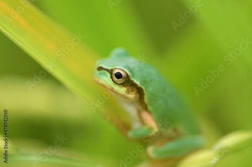 Green tree frog on grass with green background.