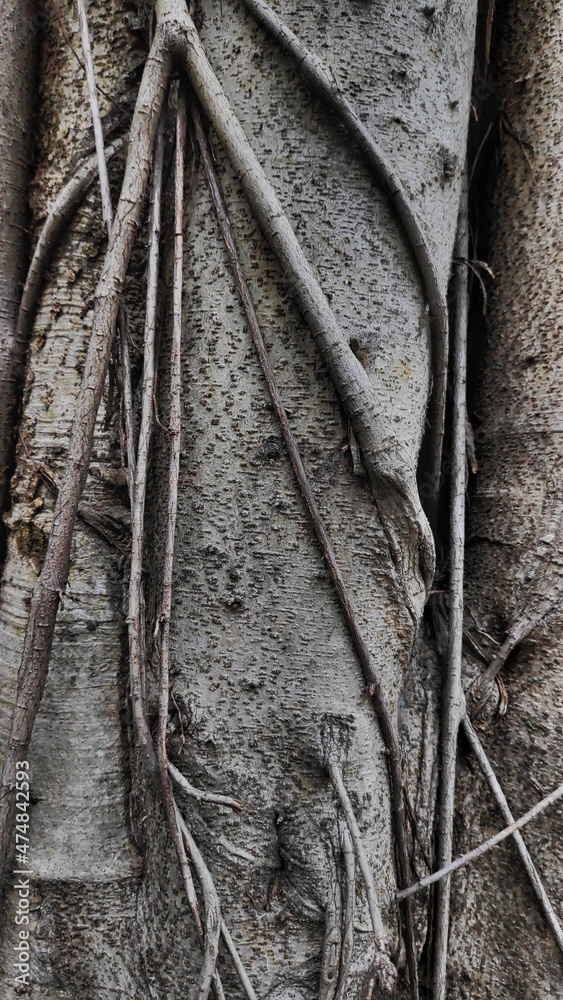 tree texture close up as wallpaper tree texture close up as wallpaper