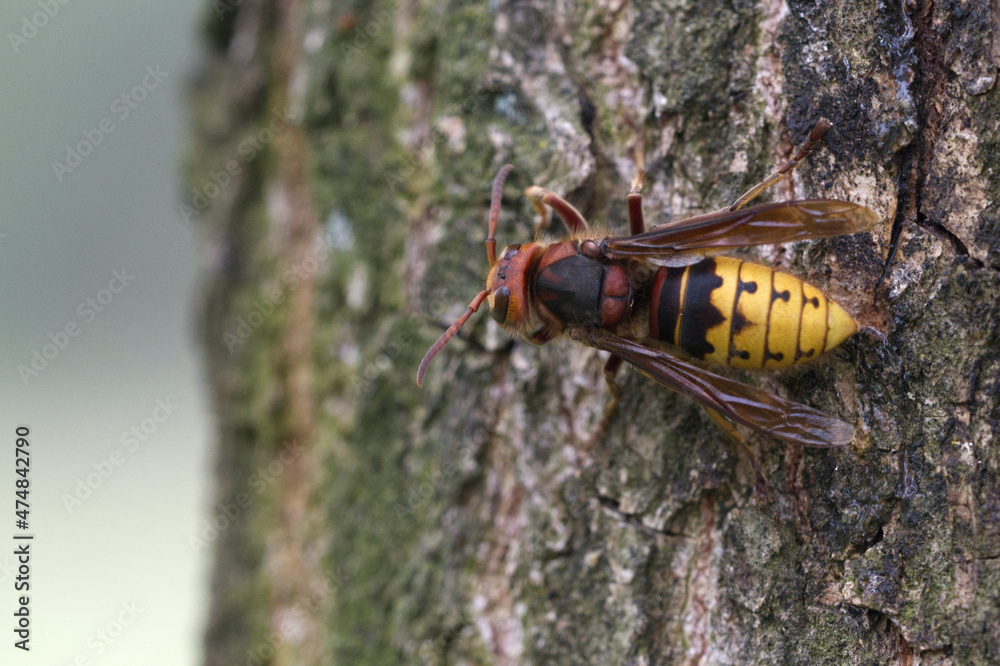 Hornisse (Vespa crabro) Hornisse (Vespa crabro)