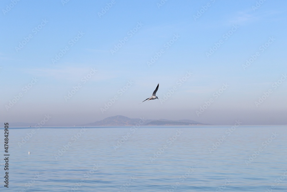 Fototapeta premium seagull flying over the sea