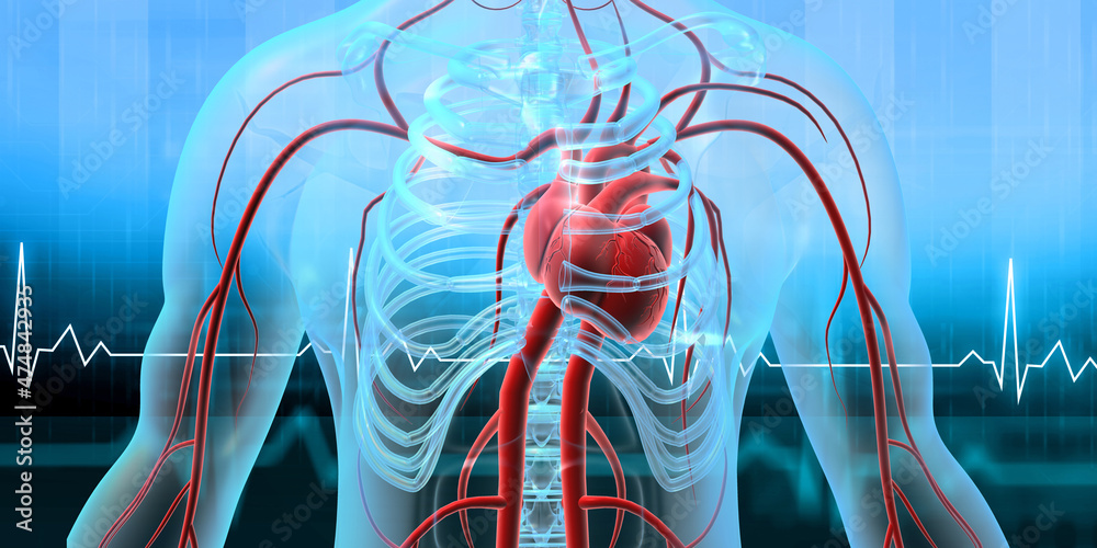 Human heart anatomy with ecg graph. 3d illustration. Stock Illustration ...