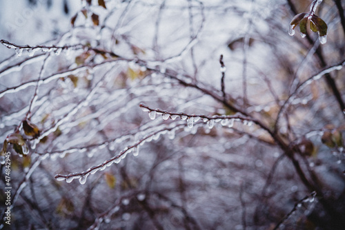 Shrub twigs covered with icy after freezing rain © Marinesea