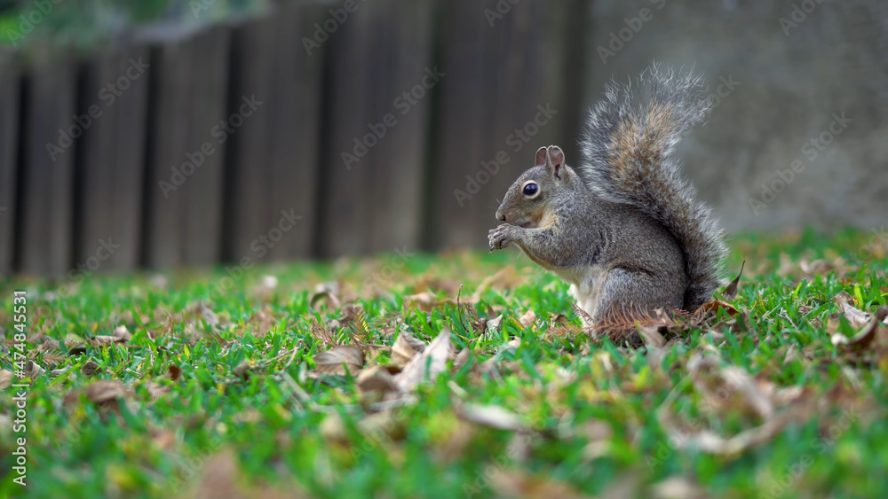 Cute squirrel collects nuts on green grass, autumn, fallen leaves Cute squirrel collects nuts on green grass, autumn, fallen leaves
