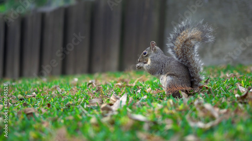 Cute squirrel collects nuts on green grass, autumn, fallen leaves