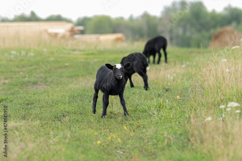Black lambs graze in the meadow. Livestock concept on an eco-farm. © Кристина Корнеева