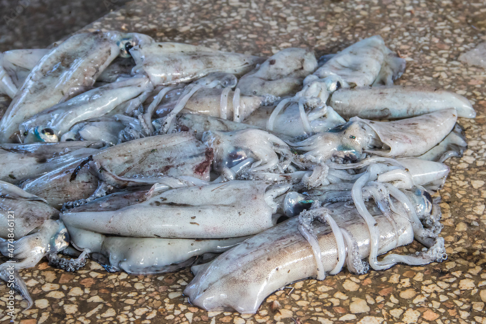 Fototapeta premium Raw fresh squids for sale in the fish market