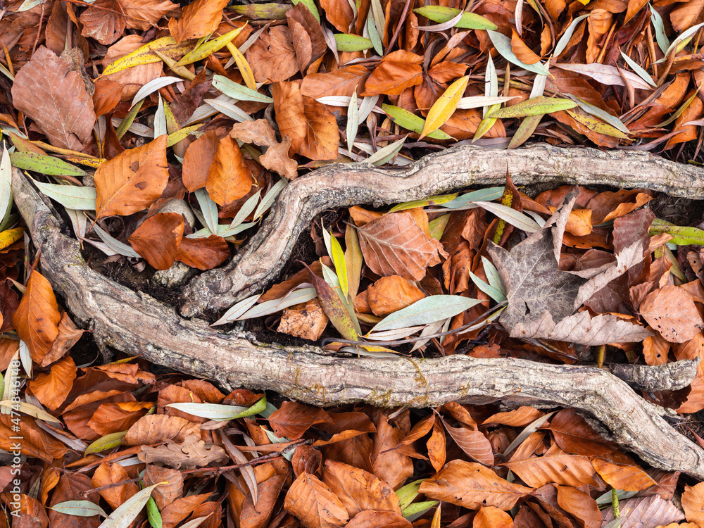 Close-up background photo of a tree root in the middle of fallen leaves in autumn Close-up background photo of a tree root in the middle of fallen leaves in autumn