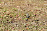 grey wagtail on the ground