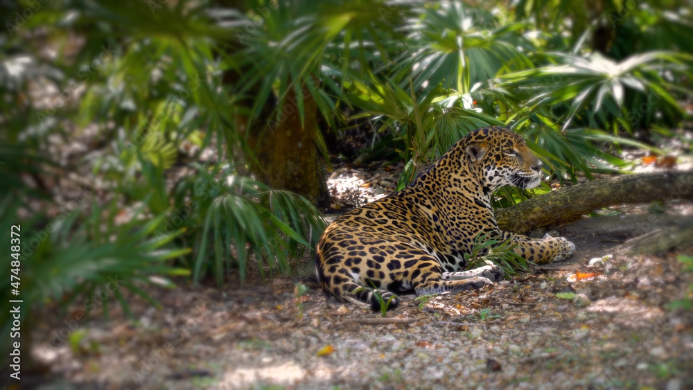 Jaguar resting in the shade of palm branches, noon, heat Jaguar resting in the shade of palm branches, noon, heat
