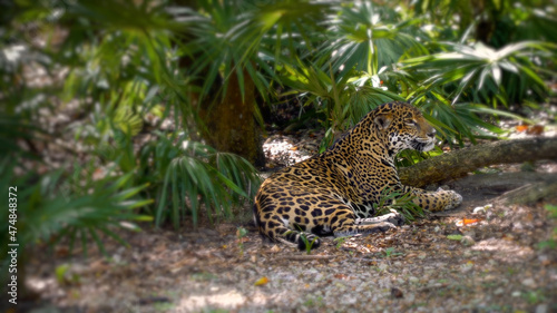 Jaguar resting in the shade of palm branches  noon  heat