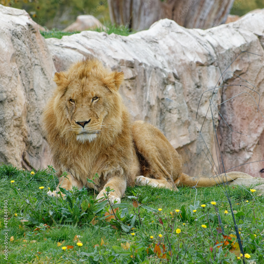 Naklejka premium Jeune mâle lion qui est couché attentif à se qu'il se passe autour de lui