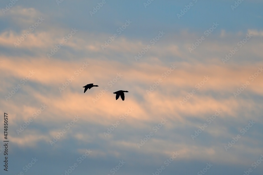 朝焼けに向かって飛ぶ冬鳥マガンの夫婦